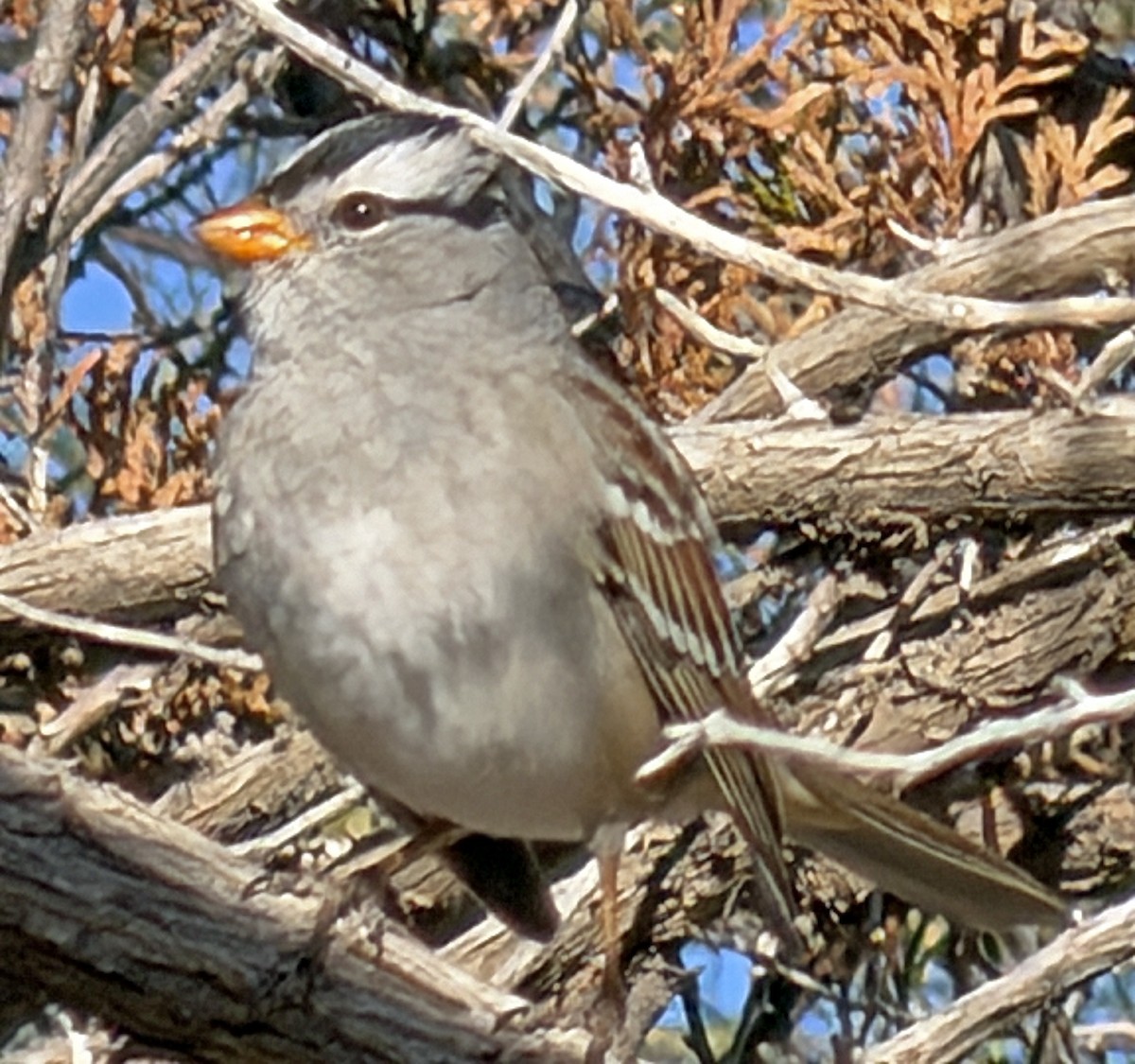 White-crowned Sparrow - ML644349465