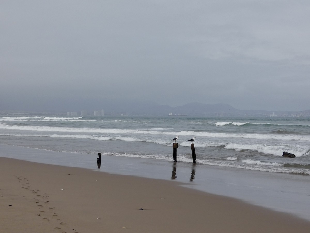 Kelp Gull - ML644349466