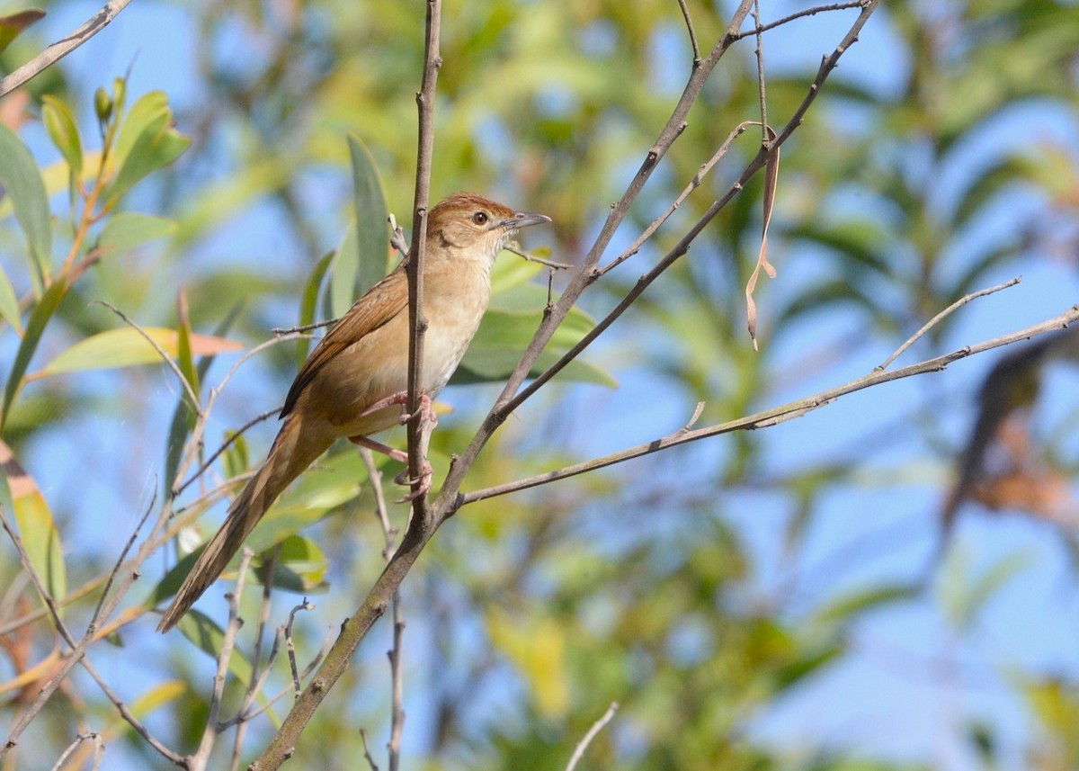 Матата руда - ML644349467