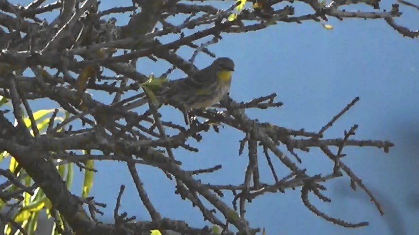 Пісняр-лісовик жовтогузий - ML644349469