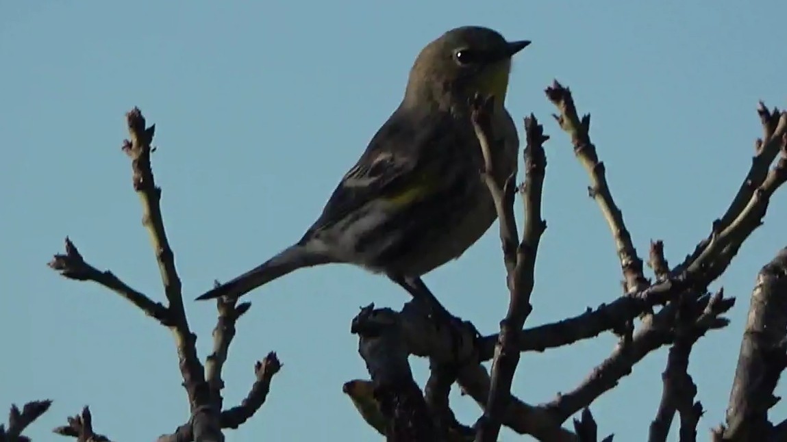 Пісняр-лісовик жовтогузий - ML644349470