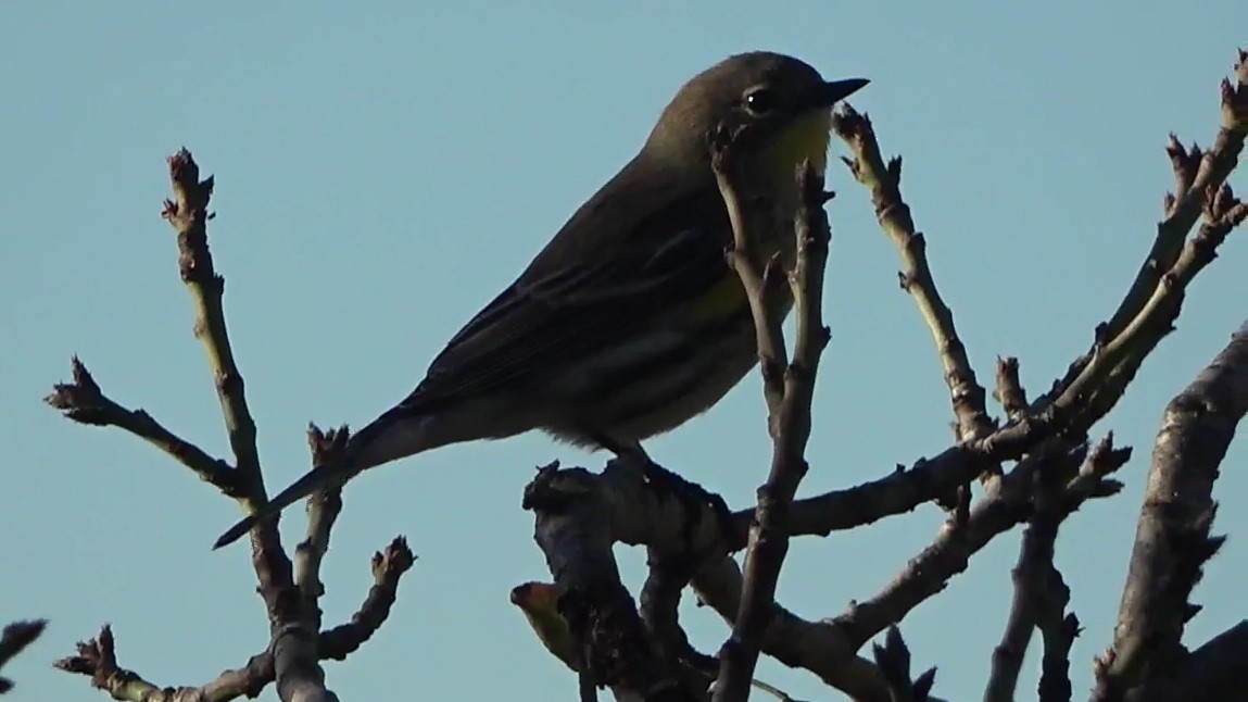 Пісняр-лісовик жовтогузий - ML644349471