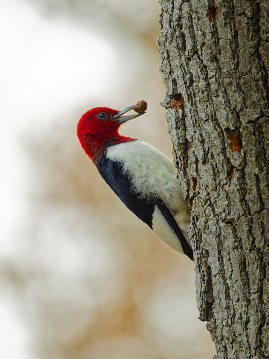 Red-headed Woodpecker - ML644349472