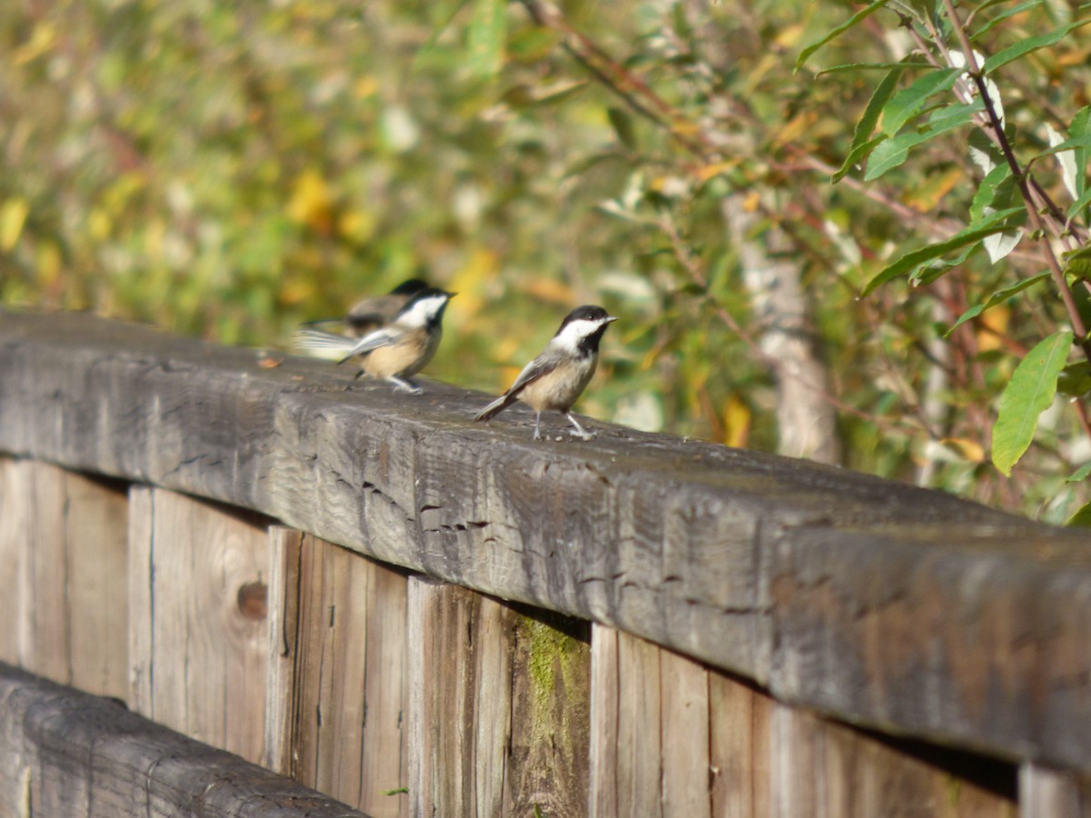 Черношапочная гаичка - ML644349474