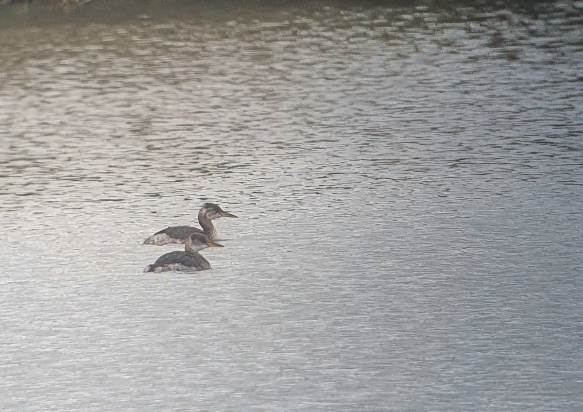 Red-necked Grebe - ML644349475