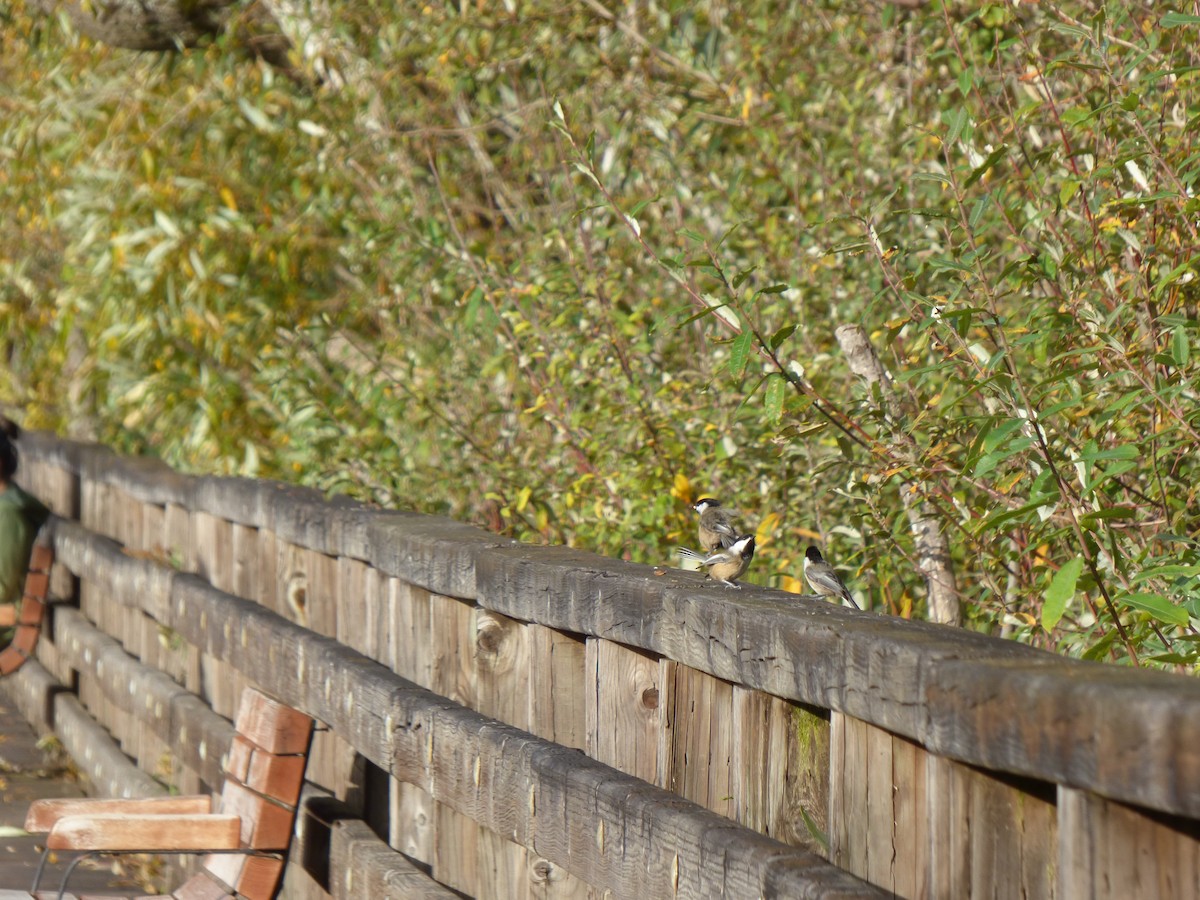 Черношапочная гаичка - ML644349476