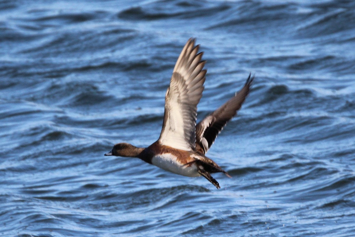 Американская свиязь - ML644349477