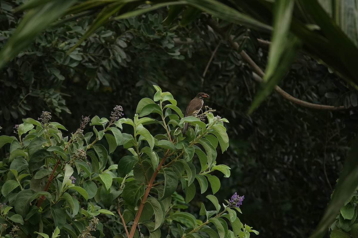 Palmchat - ML644349478