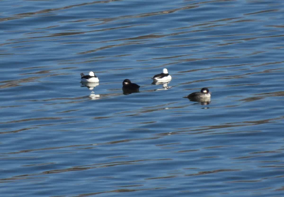 Bufflehead - ML644349480