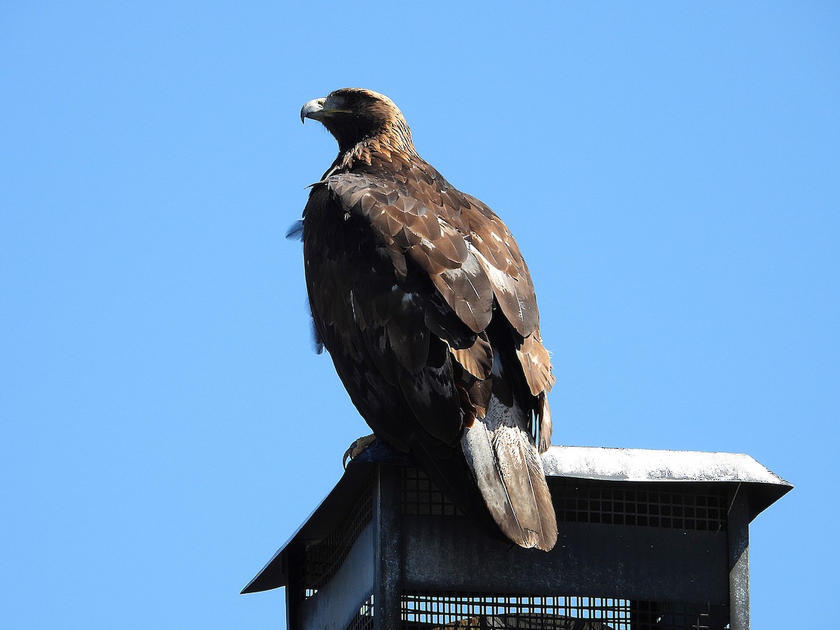 Беркут - ML644349484