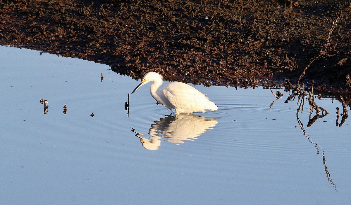 Снежная цапля - ML644349485