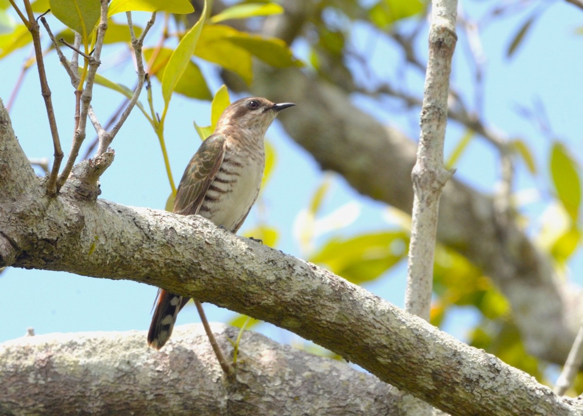 Рыжехвостая кукушка - ML644349486