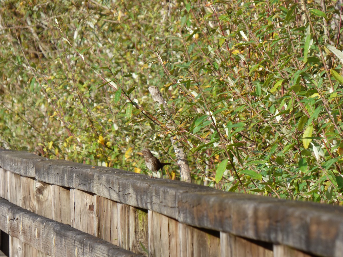 Певчая овсянка - ML644349489