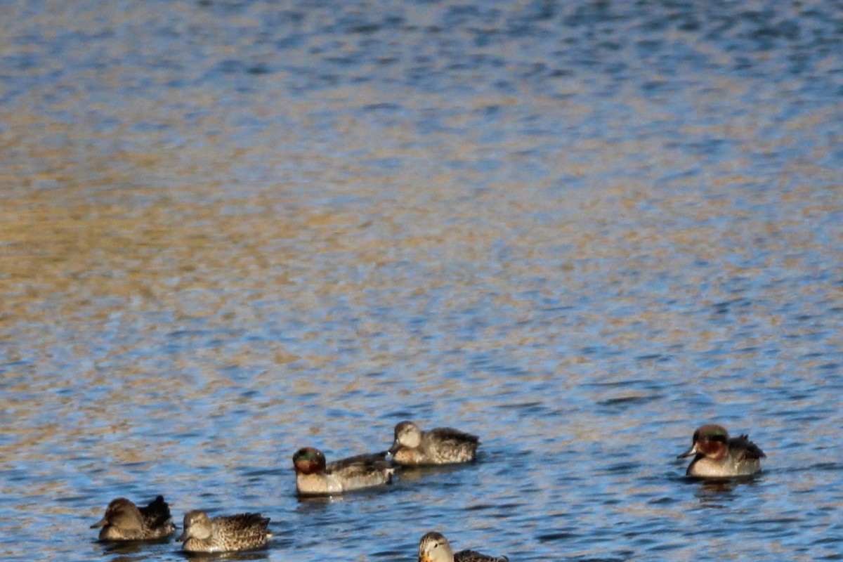 Чирок-свистунок (Американский) - ML644349490