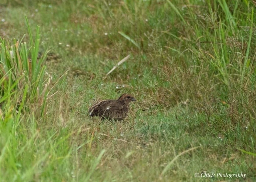 Расписной перепел - ML644349491