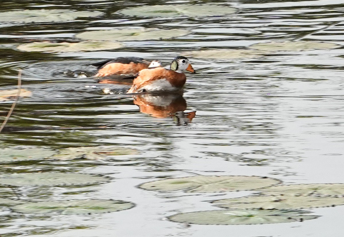 Африканский блестящий чирок - ML644349493