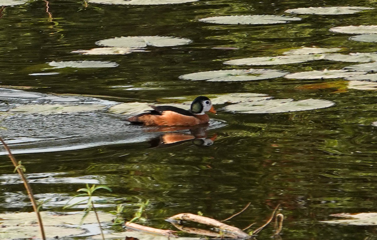 Африканский блестящий чирок - ML644349494