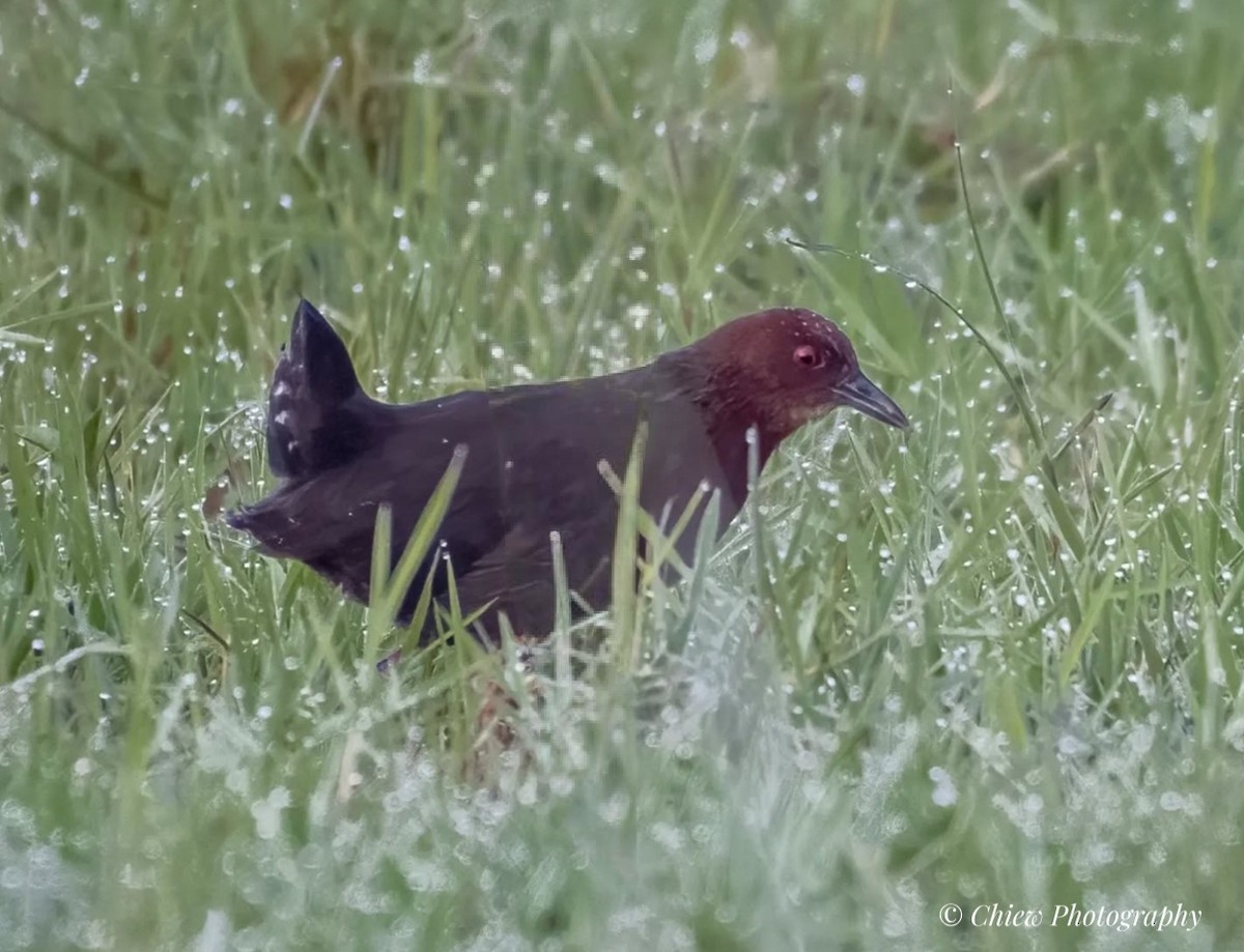 Zimtsumpfhuhn - ML644349495