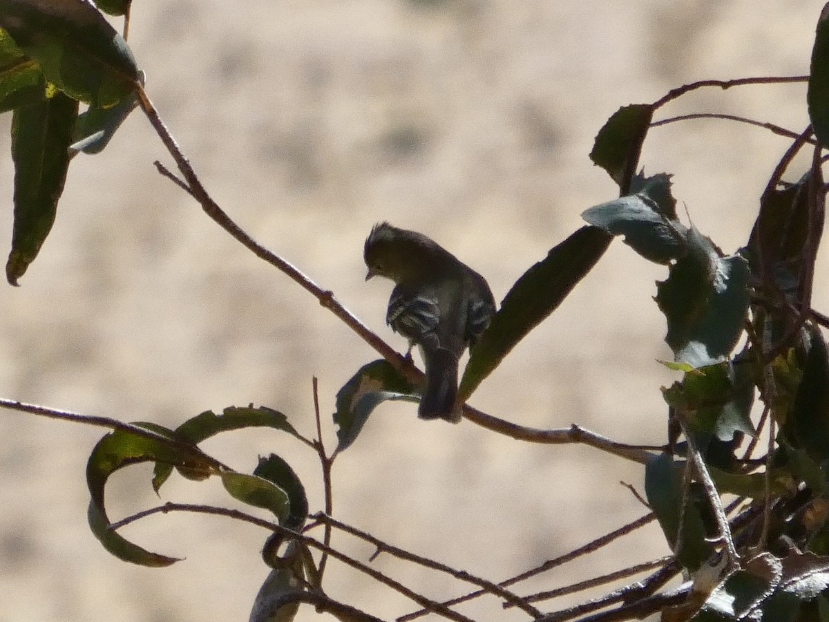 シラギクタイランチョウ - ML644349496