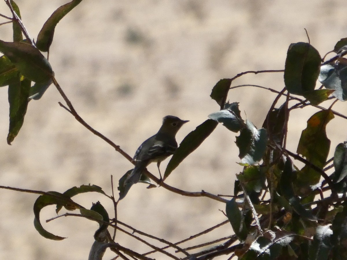 シラギクタイランチョウ - ML644349497