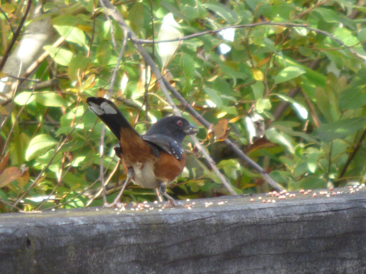 Пятнистый тохи - ML644349498