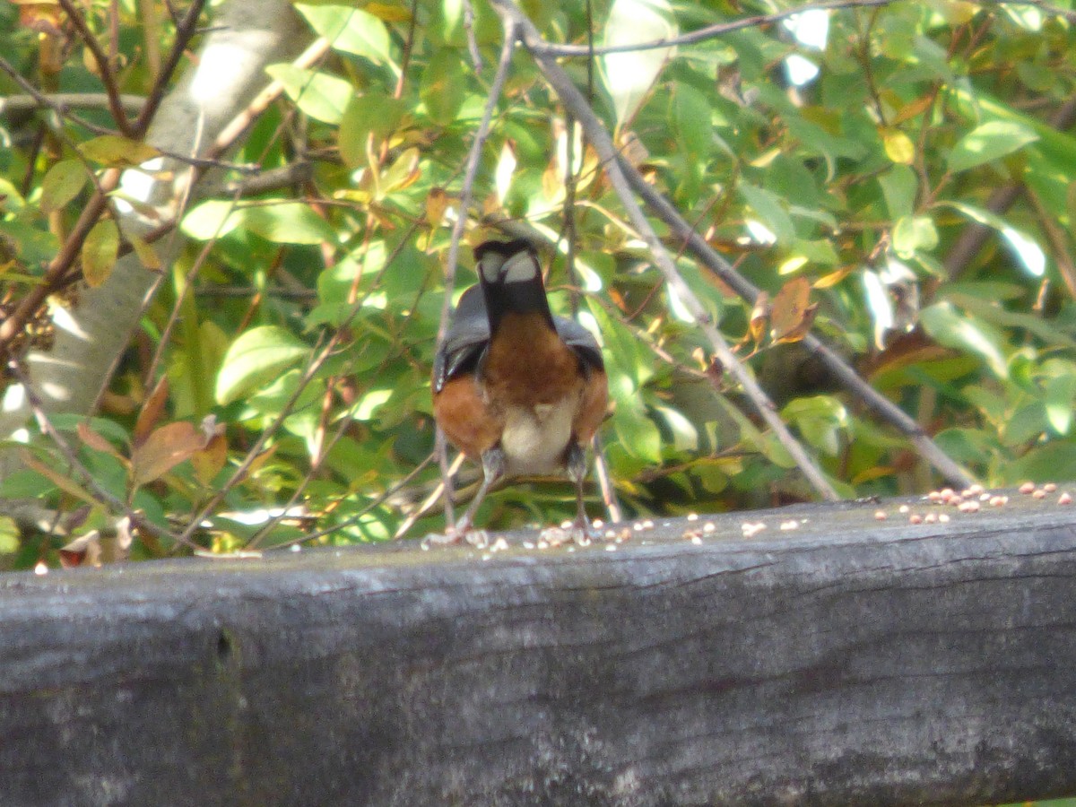 Пятнистый тохи - ML644349500