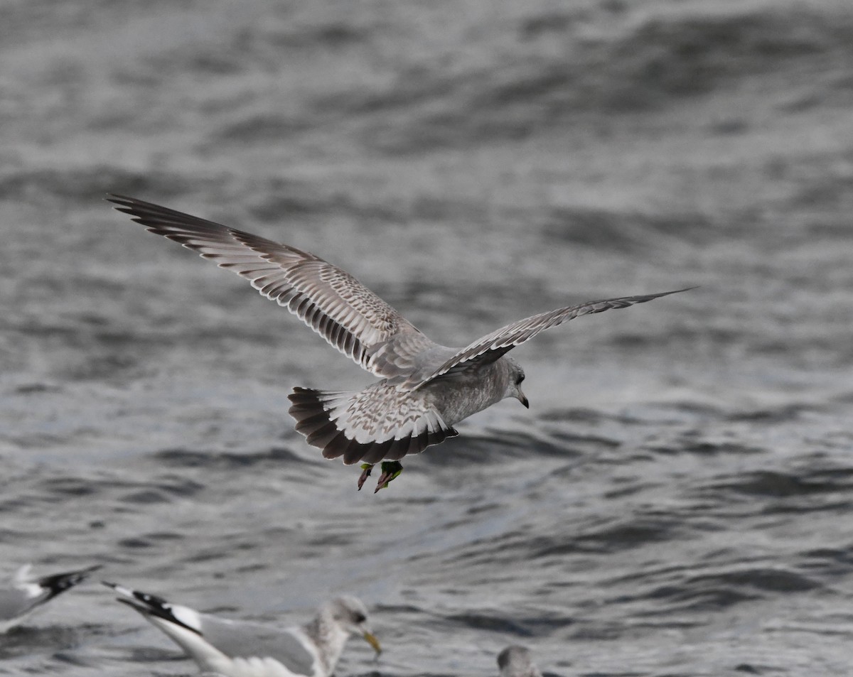 Short-billed Gull - ML644349502