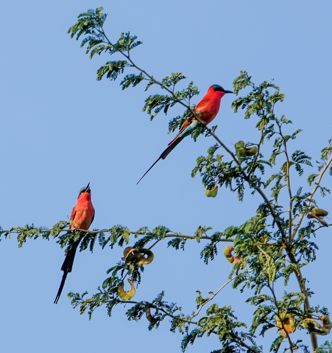 Карминная щурка - ML644349503