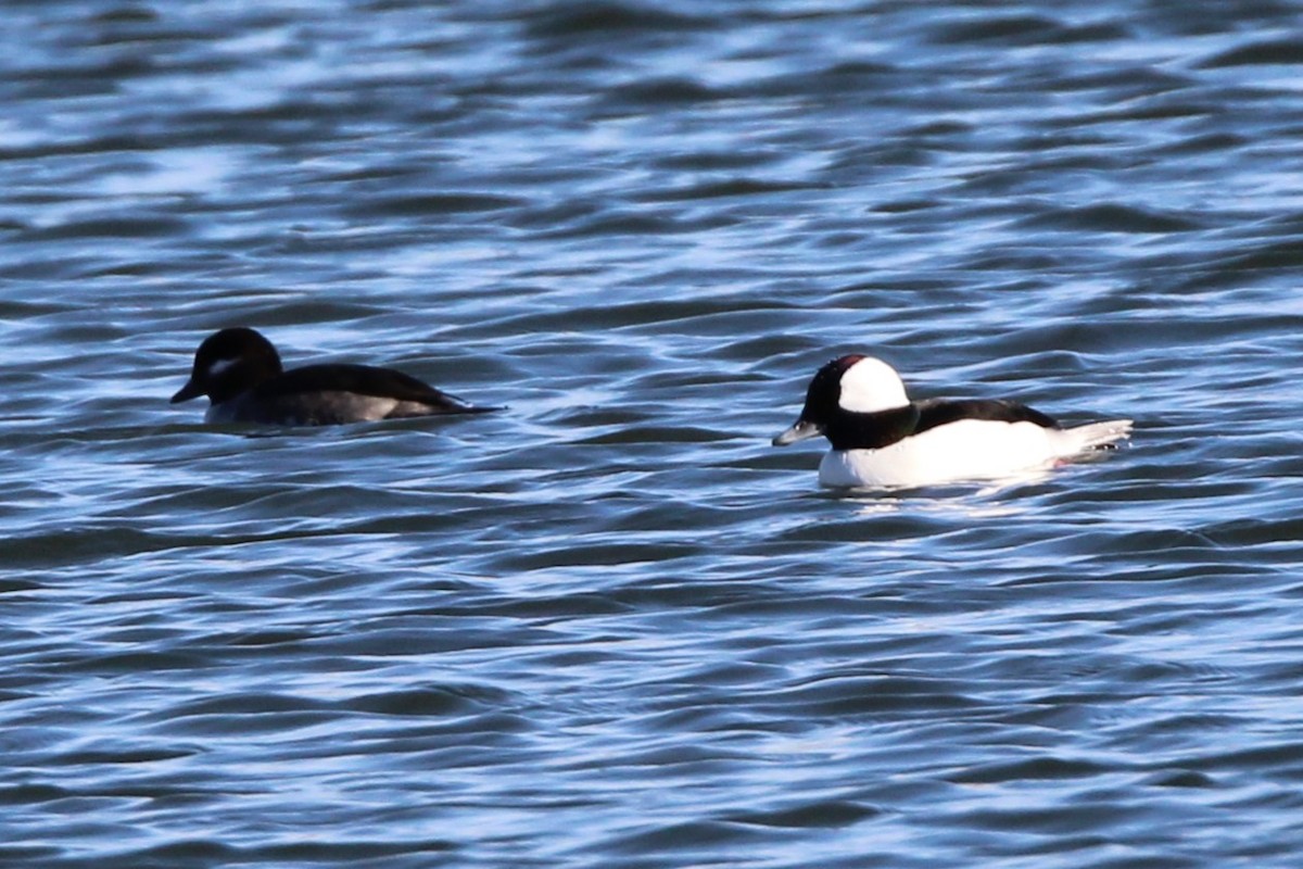 Bufflehead - ML644349504