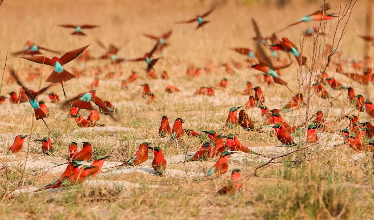 Карминная щурка - ML644349505