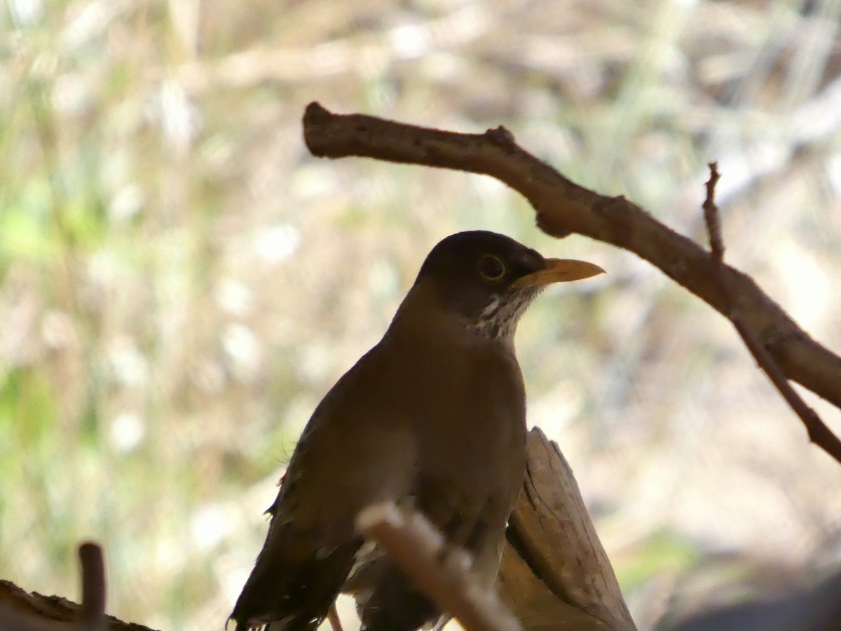 Магелланов дрозд - ML644349506