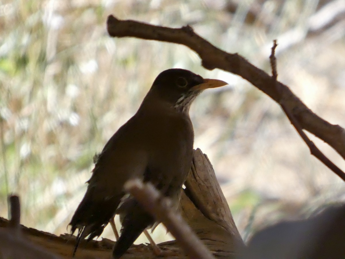 Магелланов дрозд - ML644349507