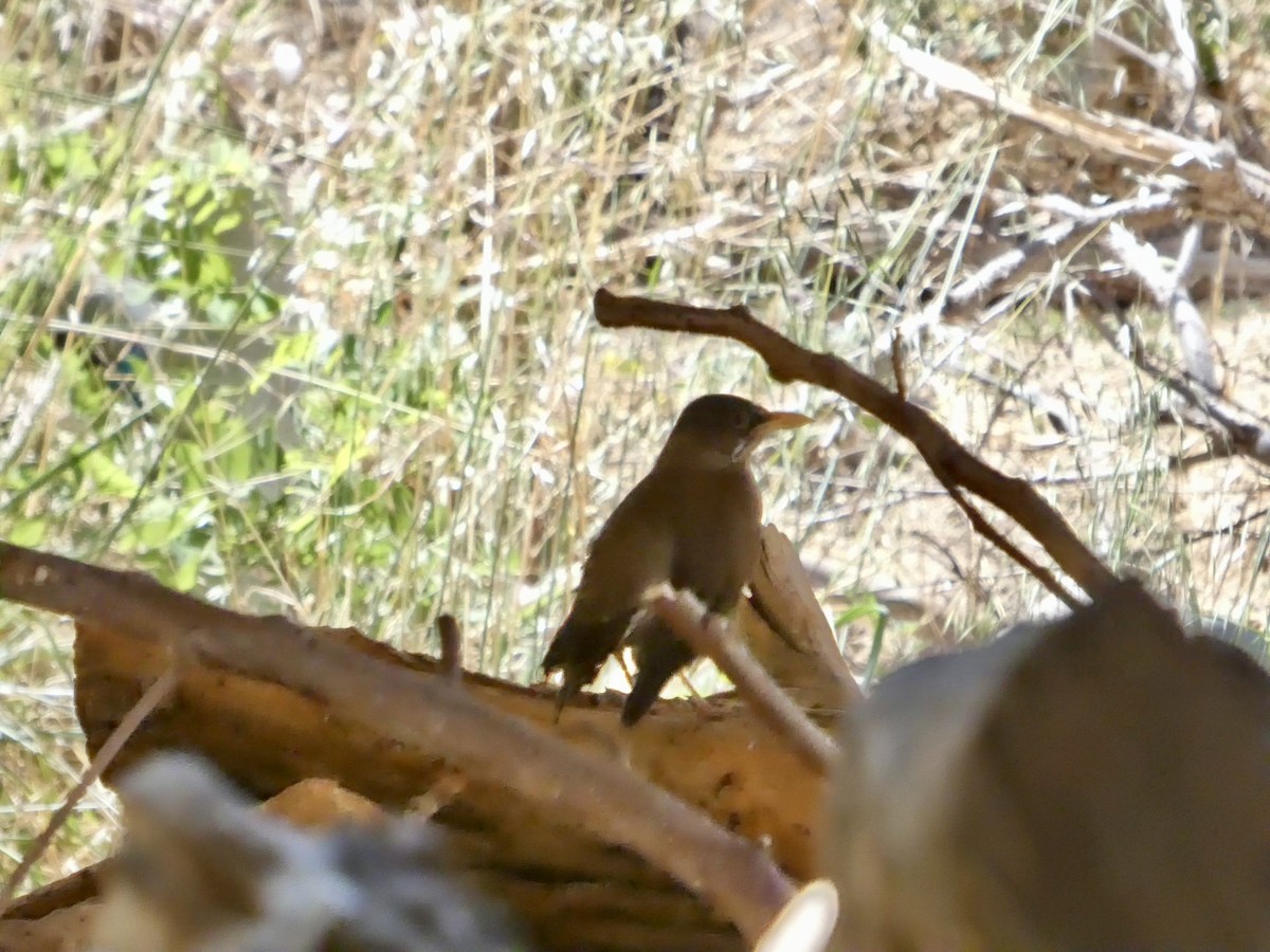 Магелланов дрозд - ML644349508