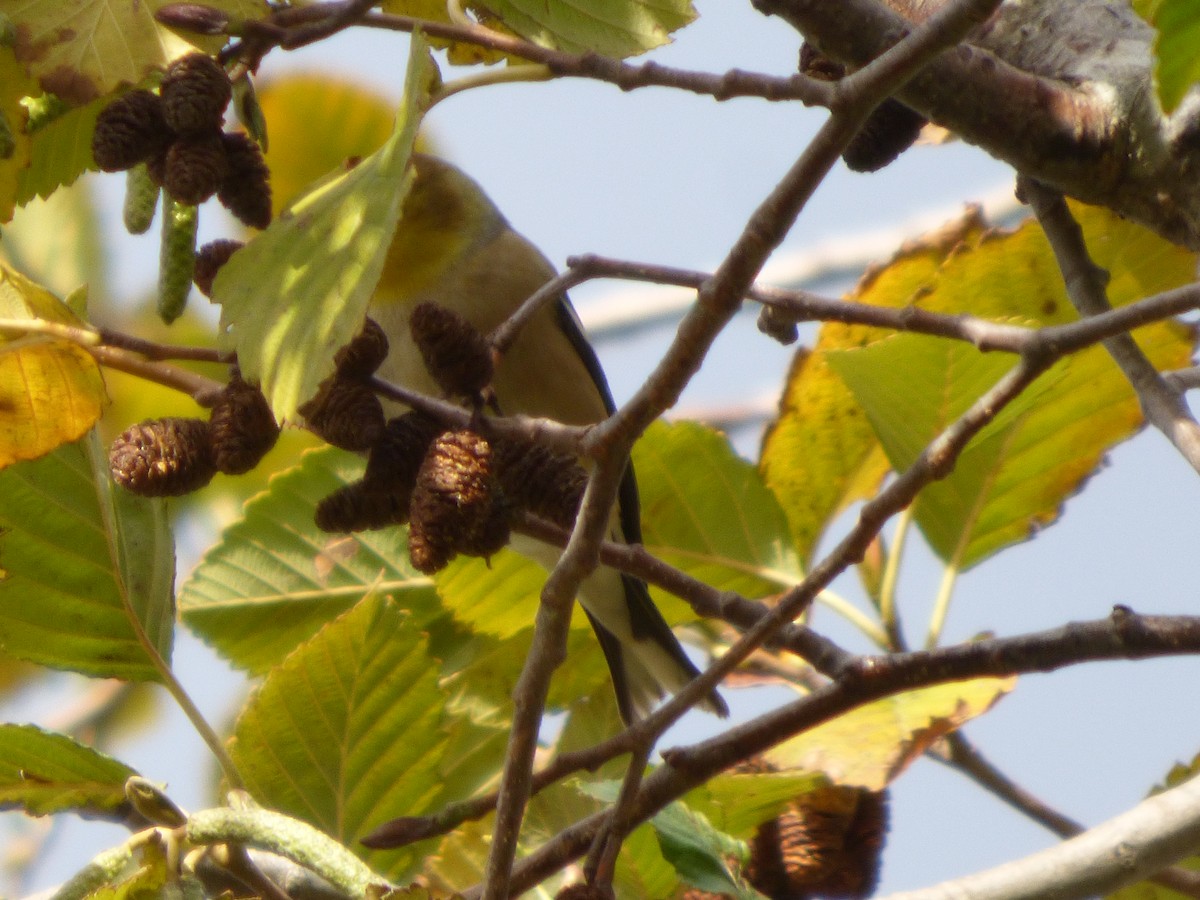 Американский чиж - ML644349509