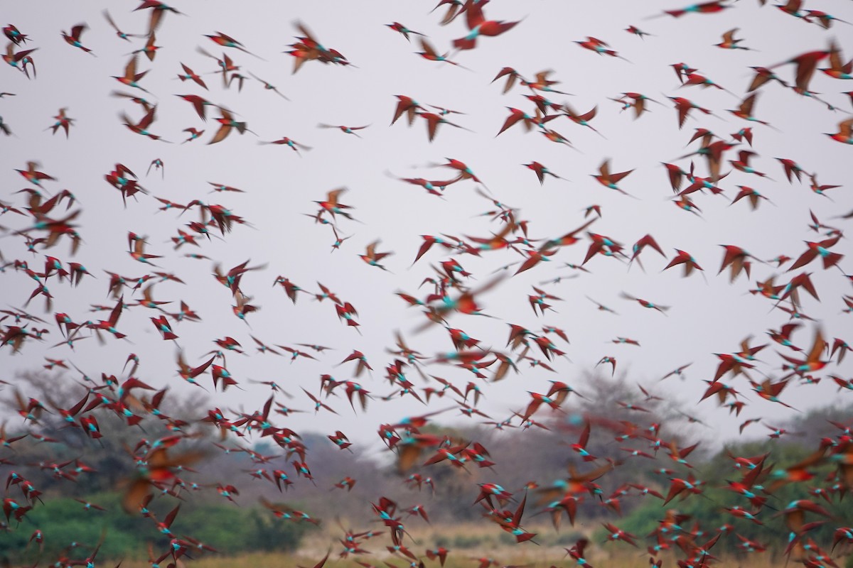 Southern Carmine Bee-eater - ML644349510