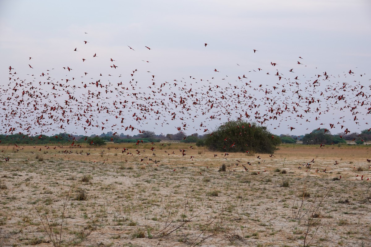 Southern Carmine Bee-eater - ML644349516