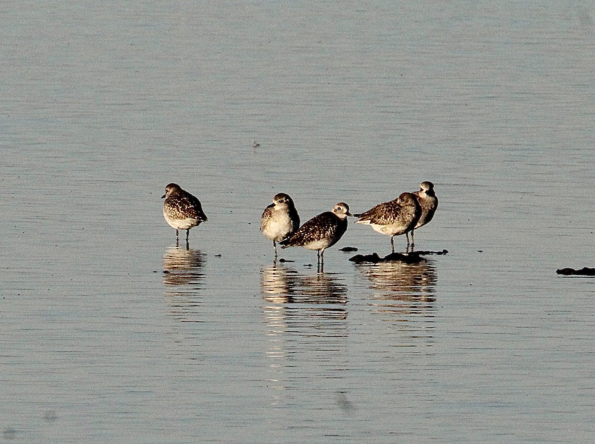 Chorlito Gris - ML644349528