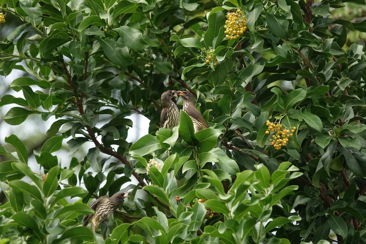 Palmchat - ML644349537