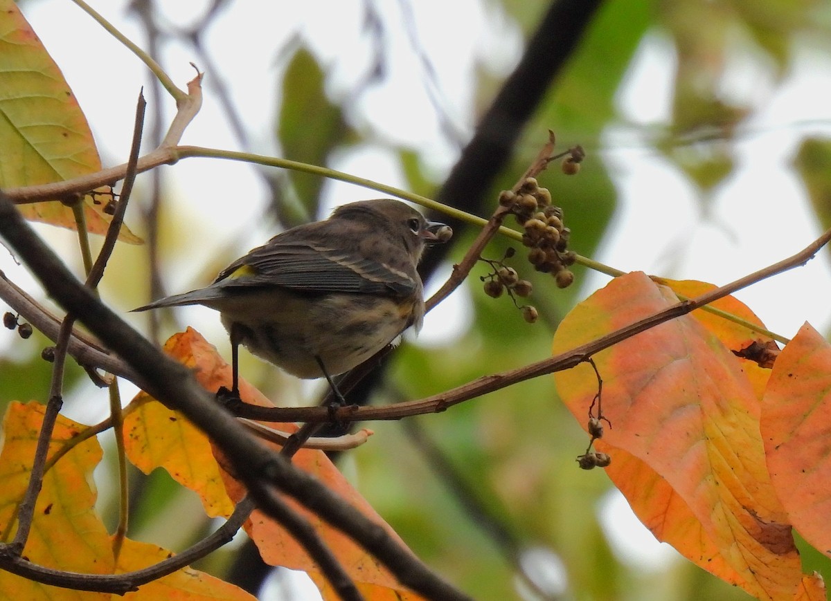 Пісняр-лісовик жовтогузий (підвид coronata) - ML644349554