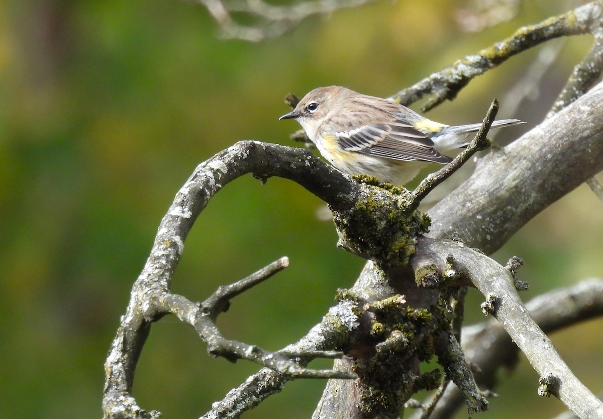 Пісняр-лісовик жовтогузий (підвид coronata) - ML644349555