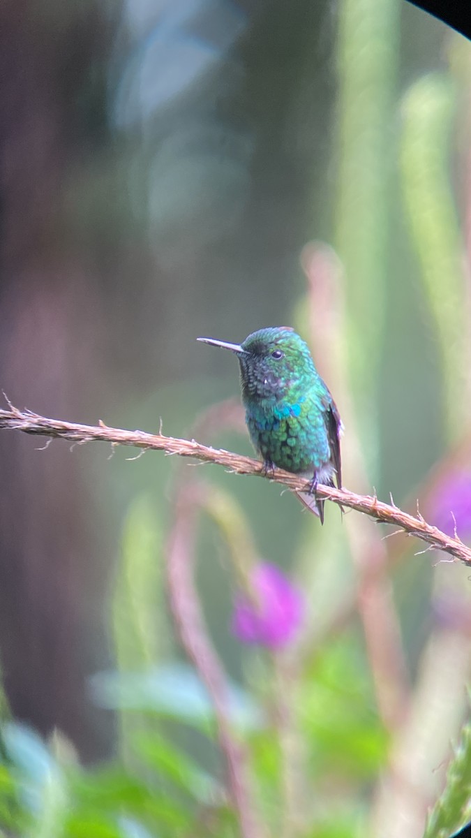 Yeşil Telkuyruk - ML644349567