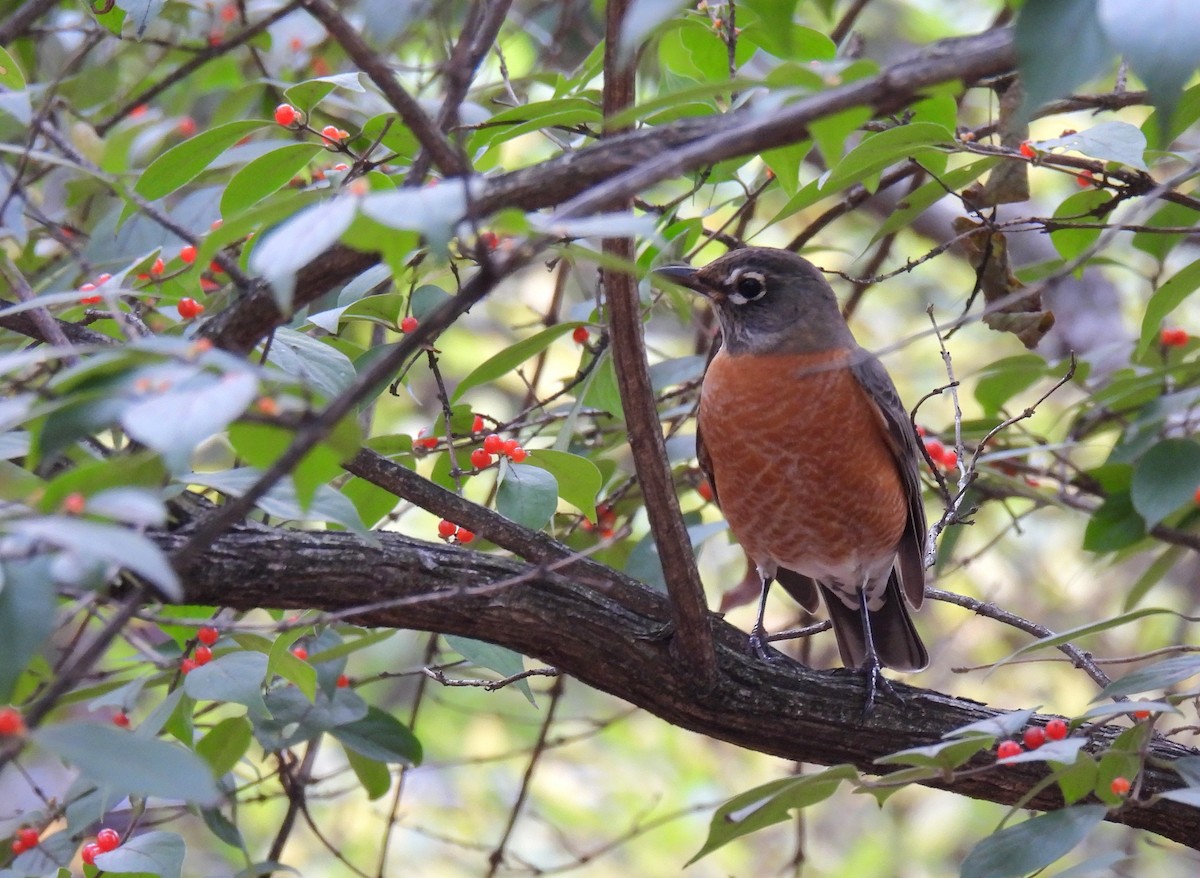 American Robin - ML644349568