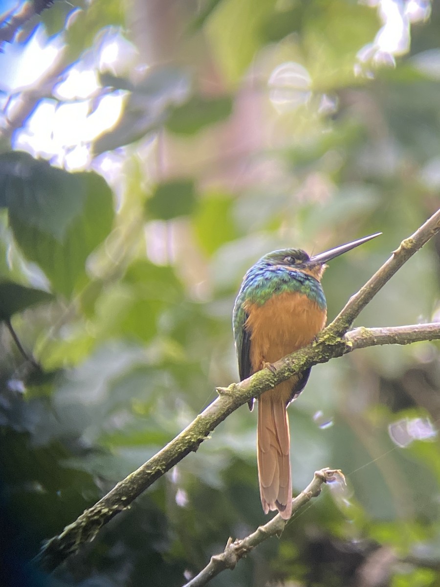 Rufous-tailed Jacamar - ML644349570