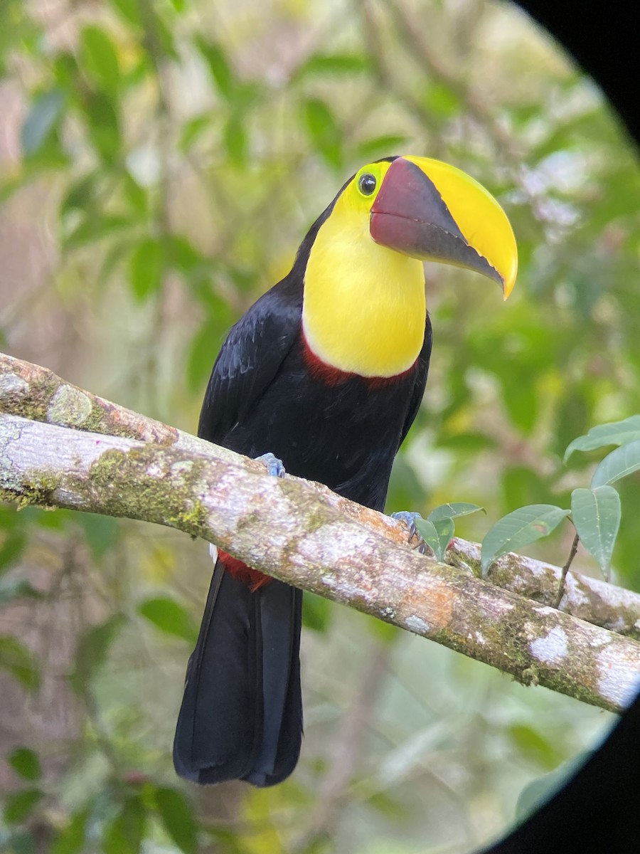 Тукан жовтошиїй - ML644349574