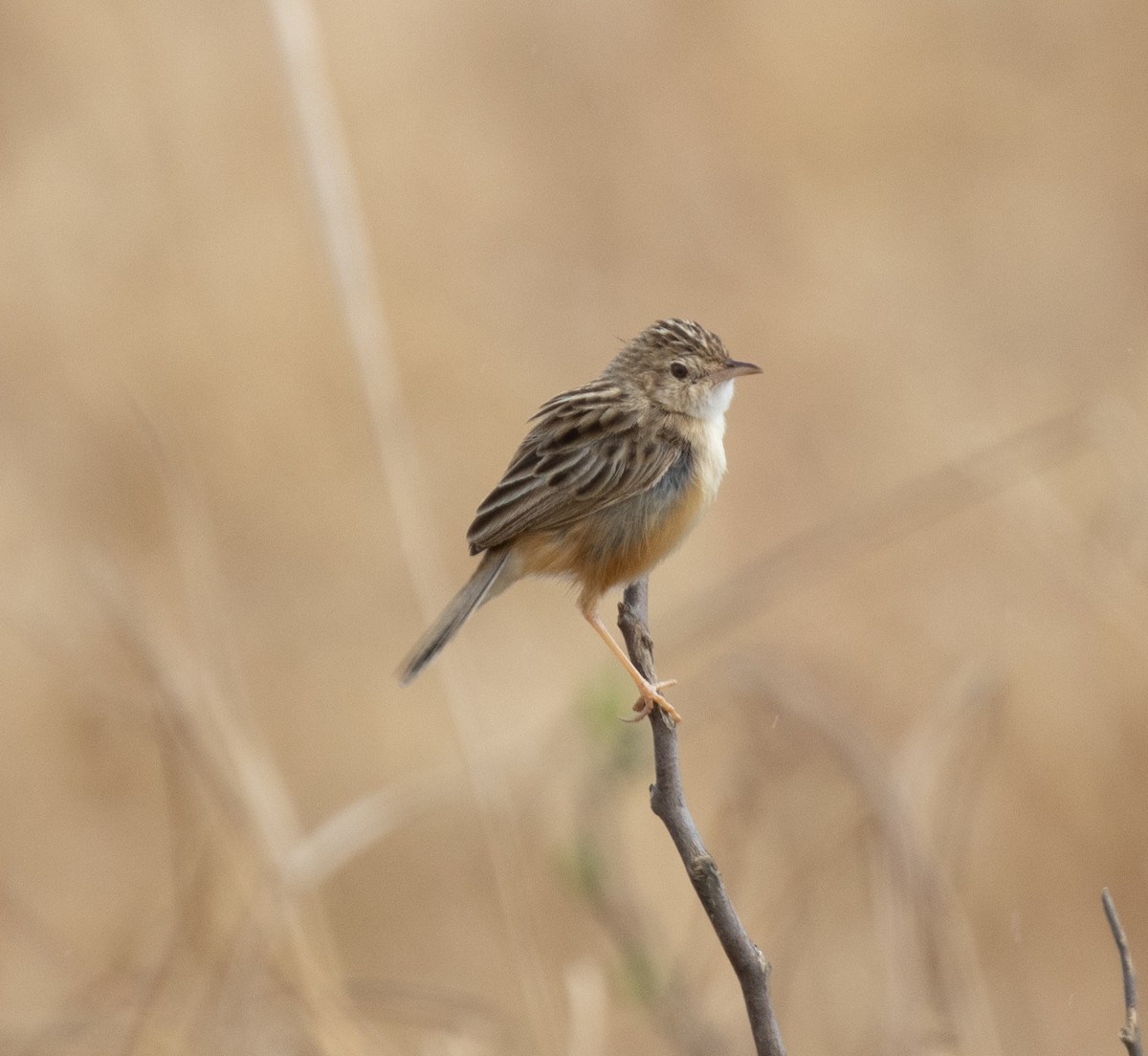 Desert Cisticola - ML644349577