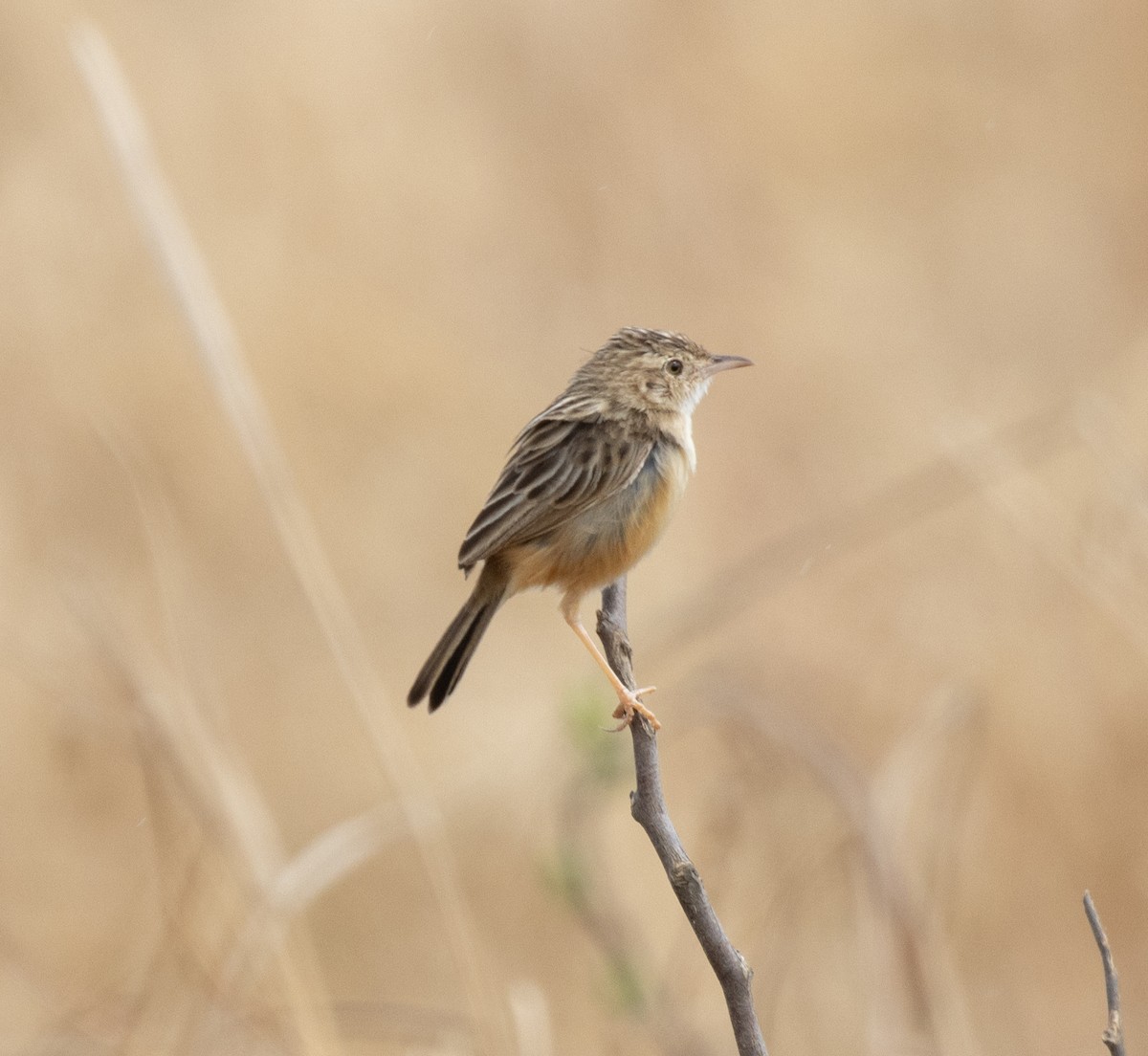 Desert Cisticola - ML644349578