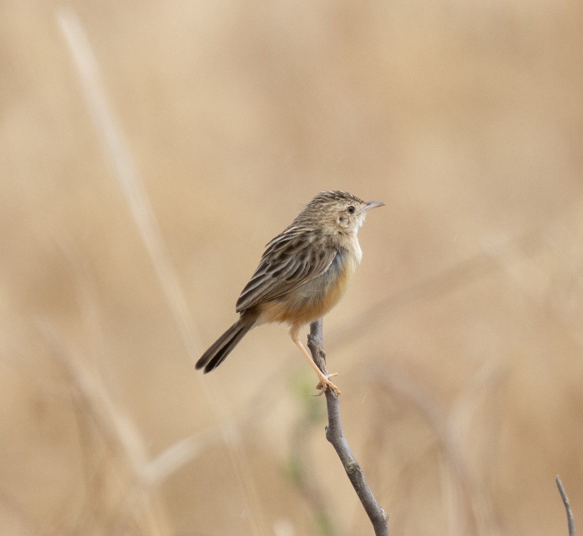 Desert Cisticola - ML644349580