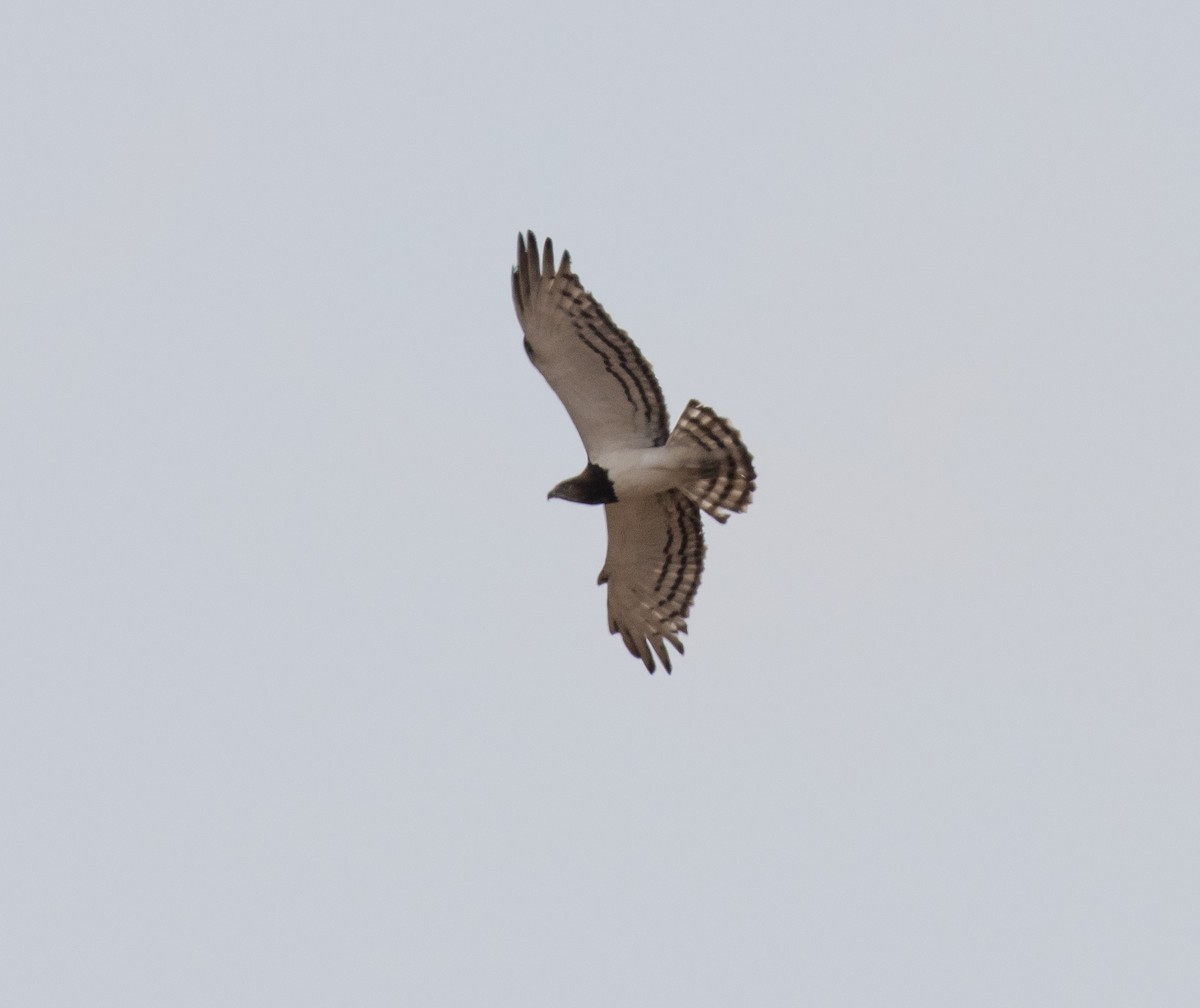 Black-chested Snake-Eagle - ML644349587