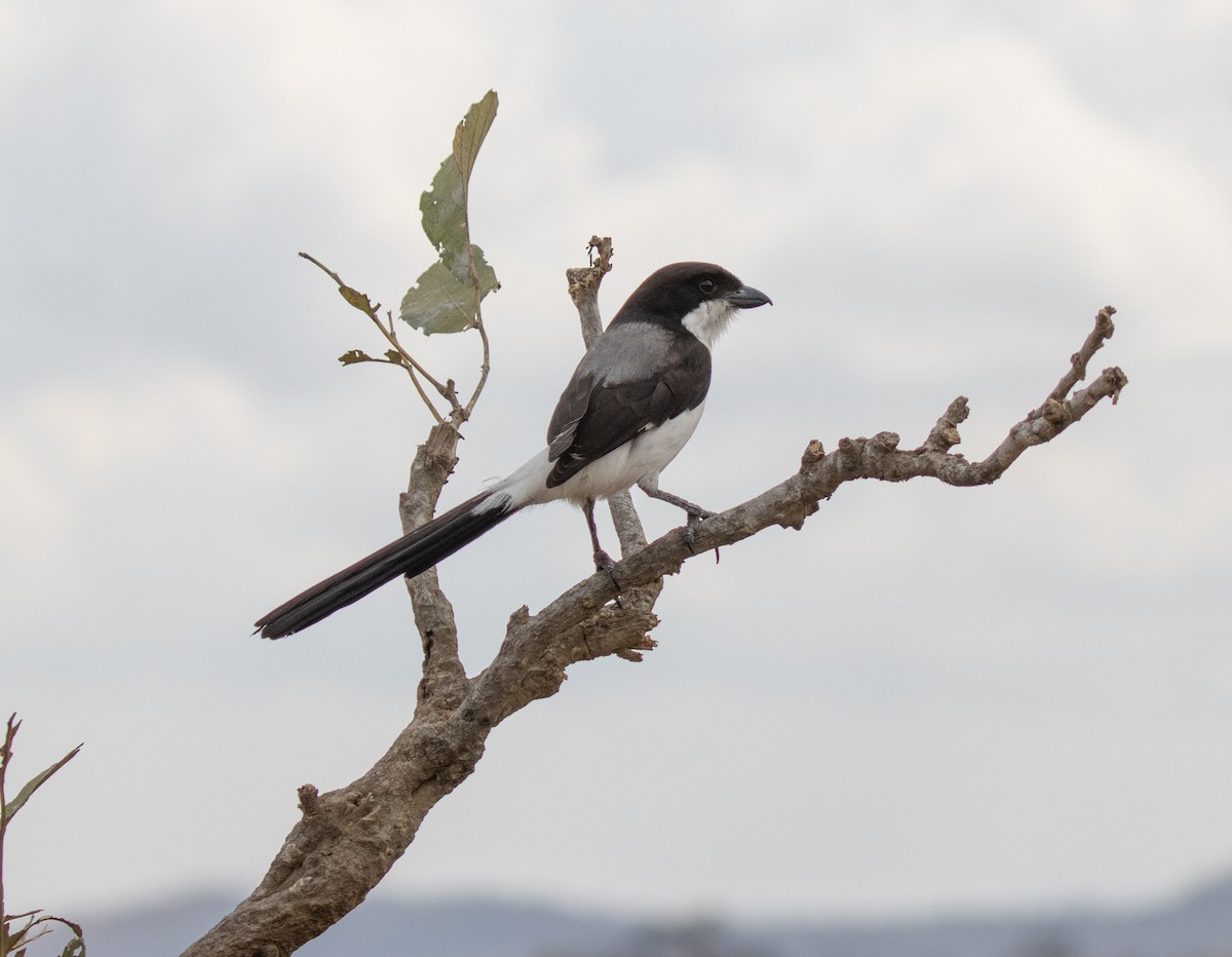 Long-tailed Fiscal - ML644349589