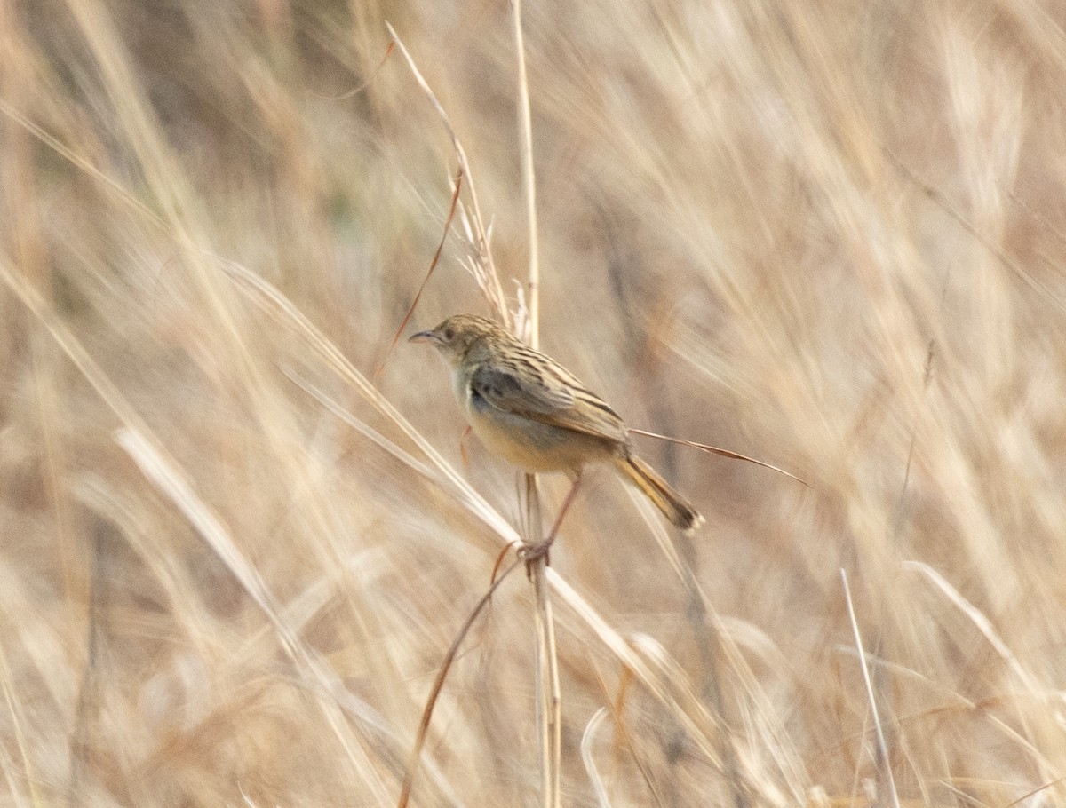 Croaking Cisticola - ML644349593